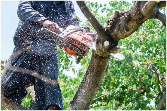 tree services Port Vue